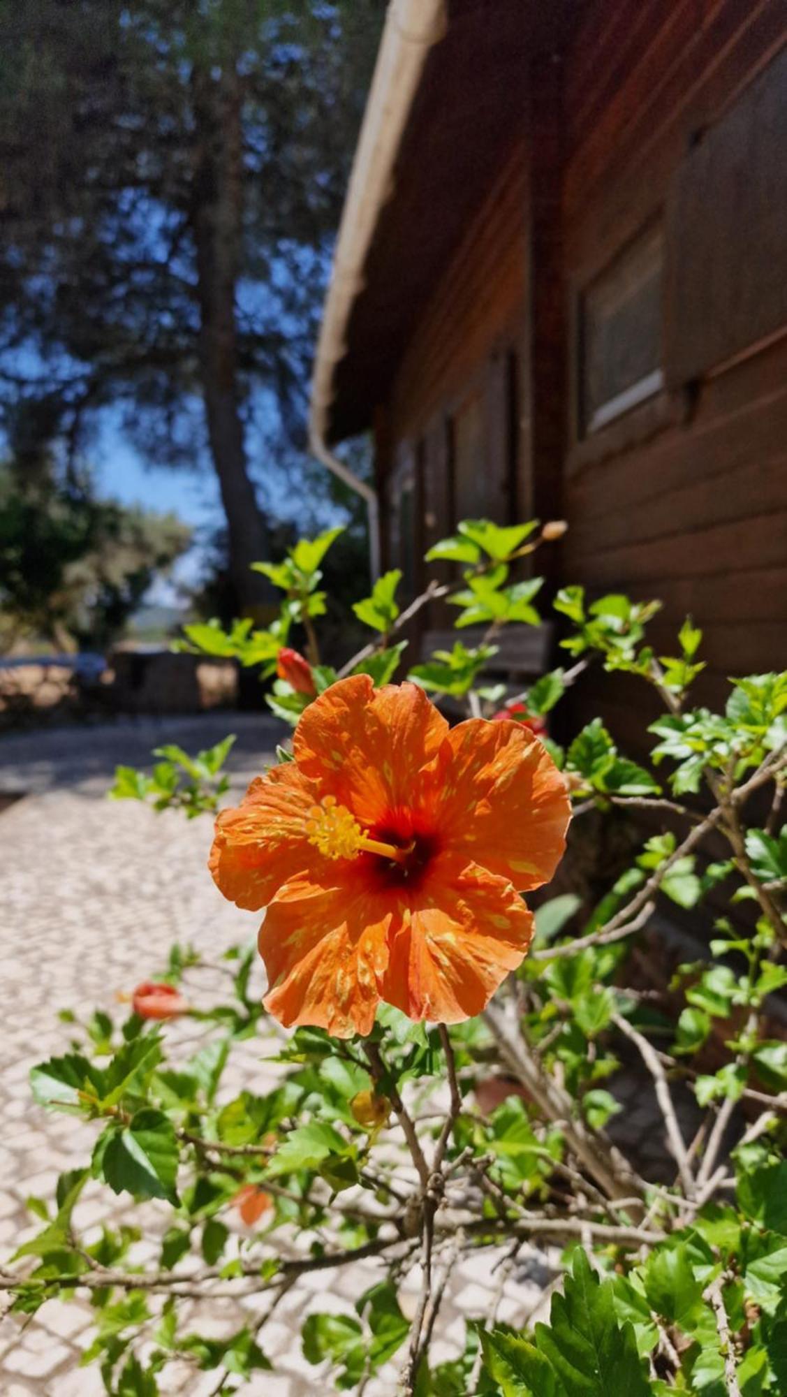 Chalet Villa Mosquito Silves Eksteriør bilde